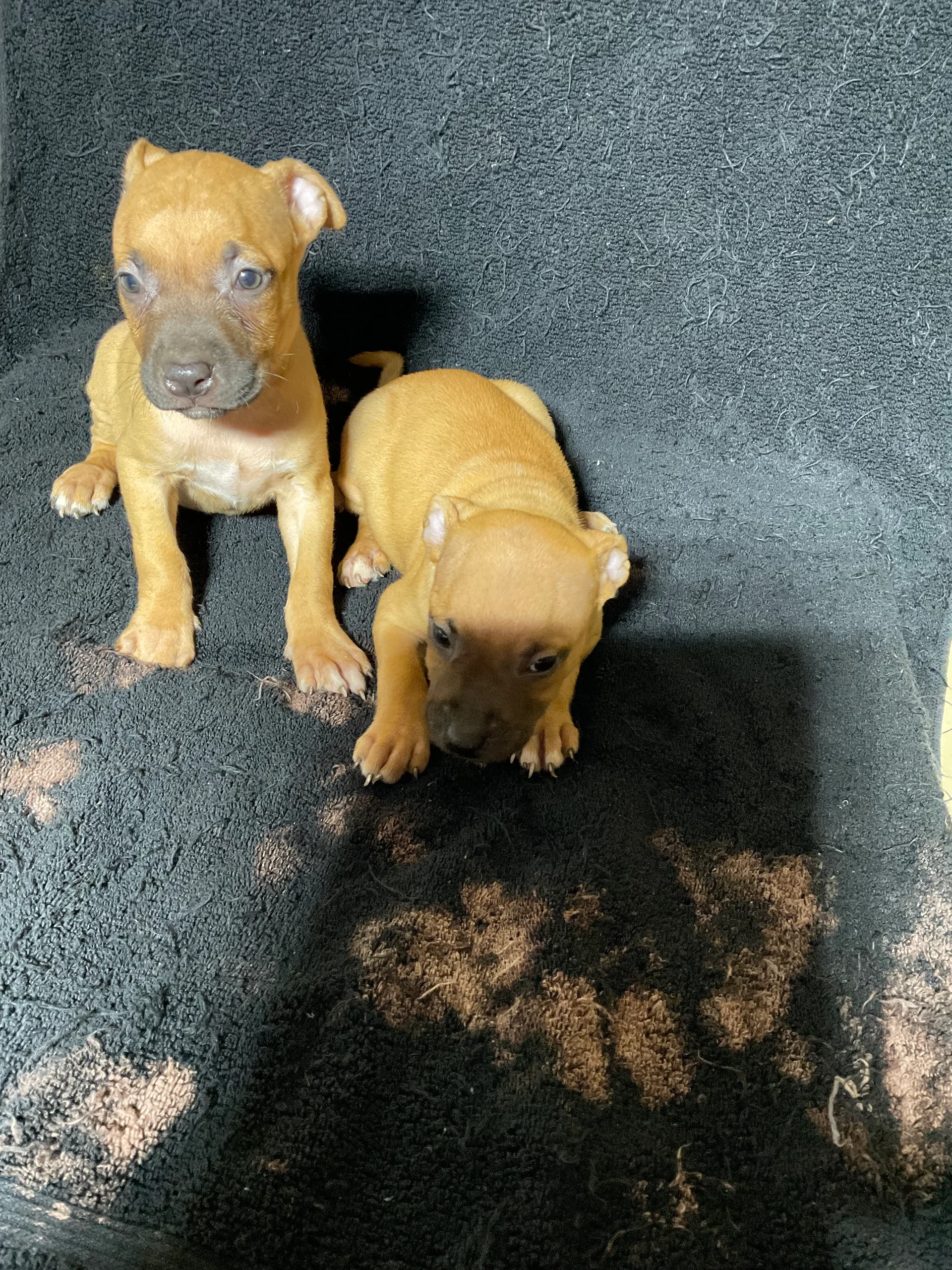 Buckskin Male Pup (75% Gervonta Tank x Pocahontas)