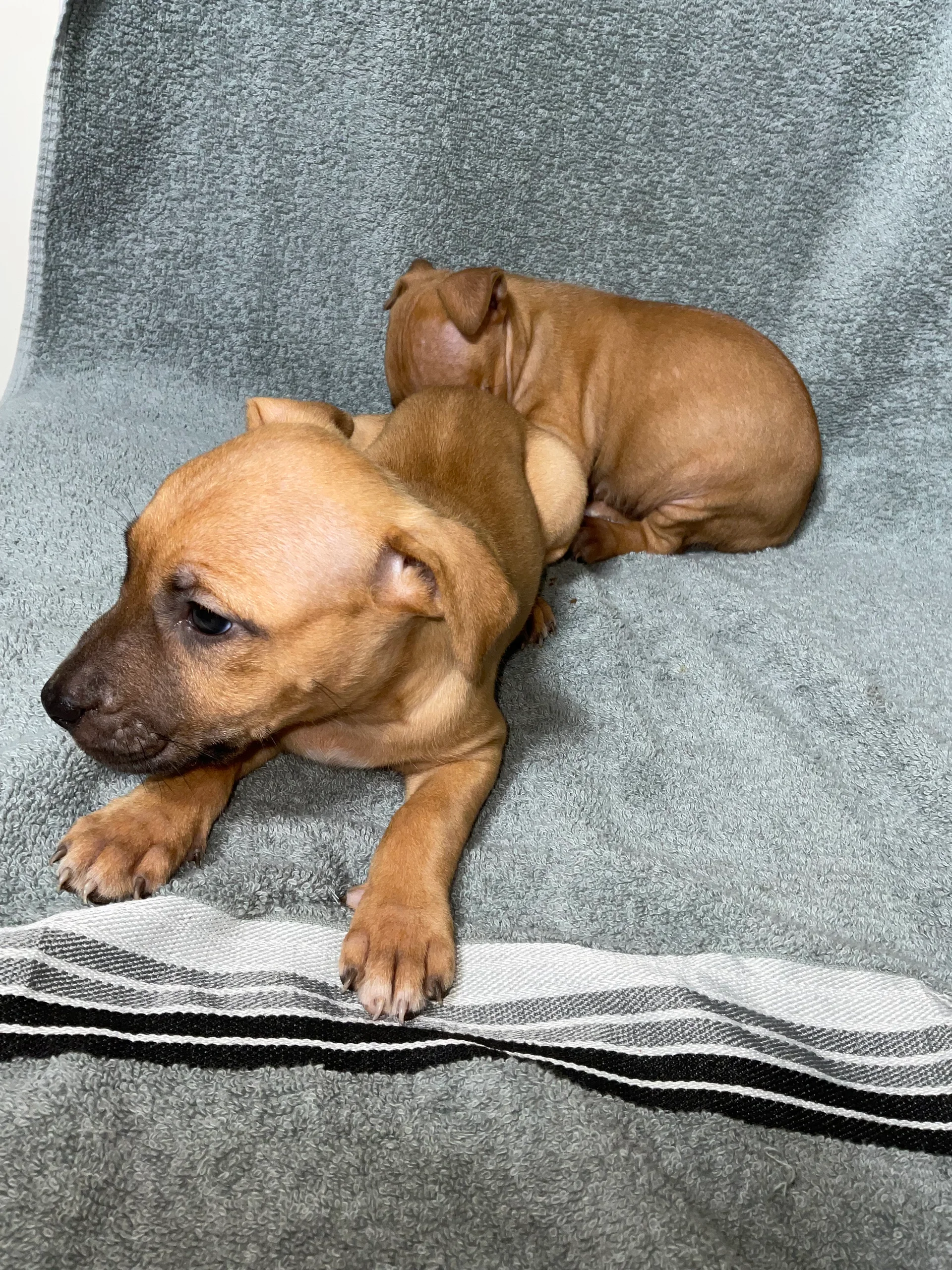 Buckskin Female (75% Gervonta Tank x Pocahontas)