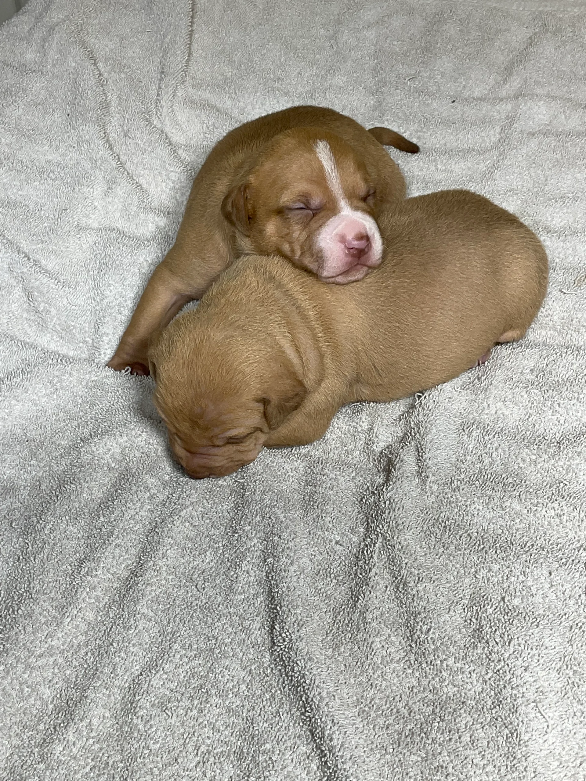 Red Blaze & Red Males (Hershey x Lil Blondie) — For Sale · Red Rednose
