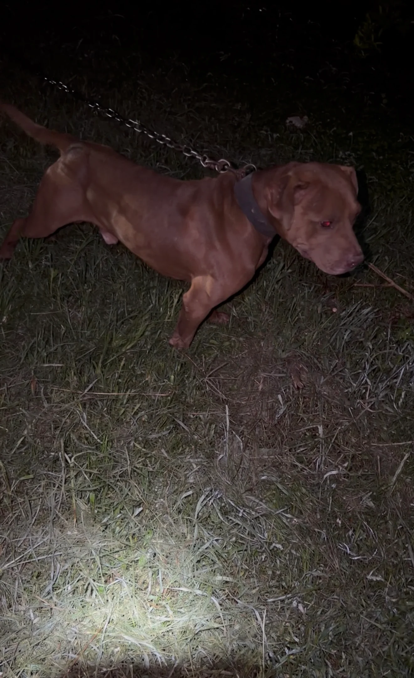 Hershey — Stud · Chocolate Rednose