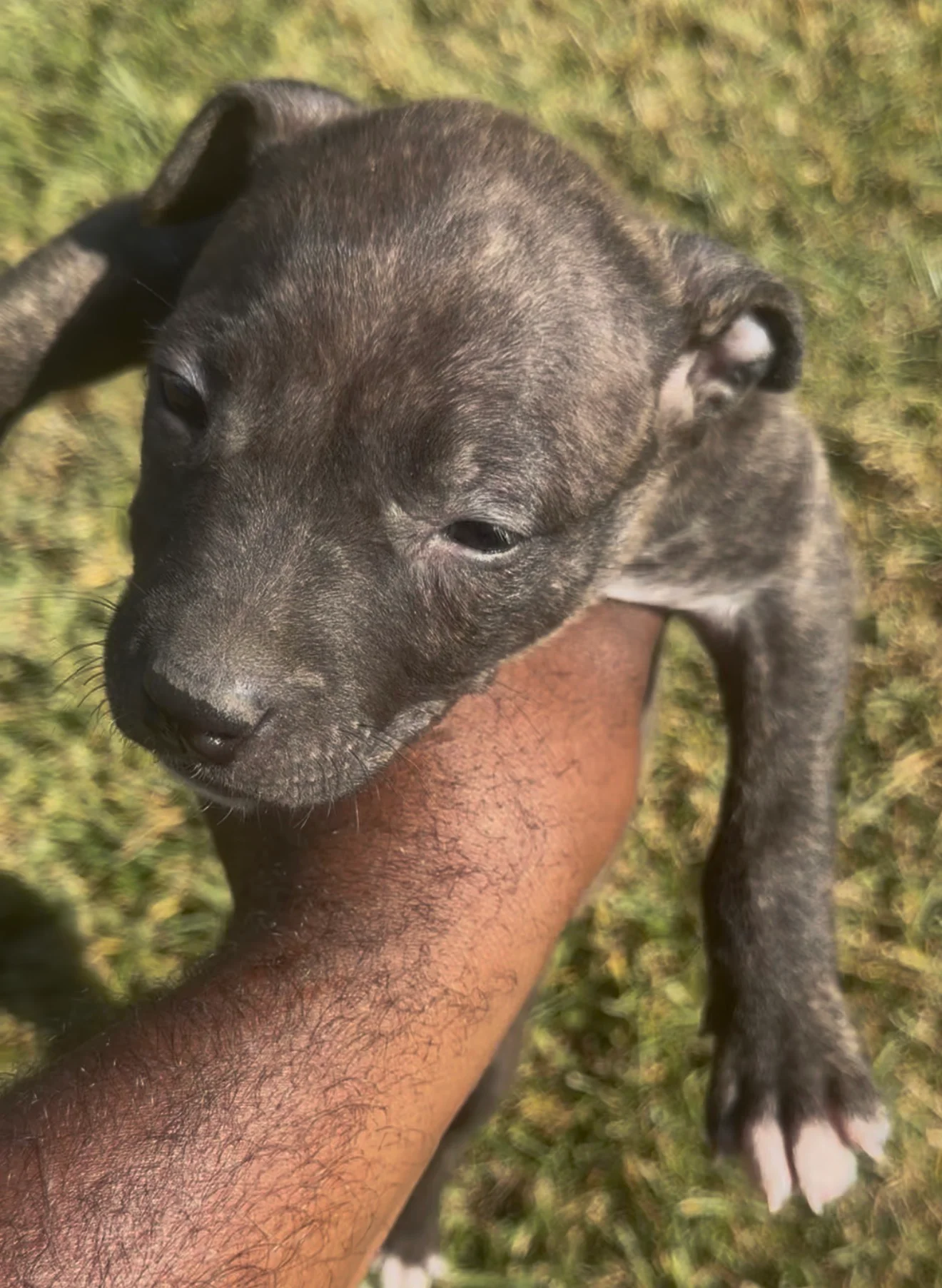 Golden Child & Gervonna Male Pups (Brindle)