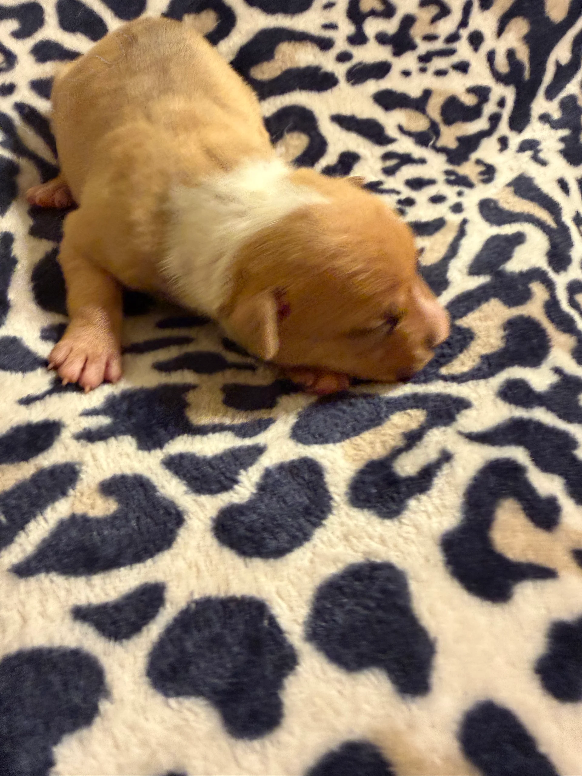 Chief Commander X Lil Redbone Female Pup