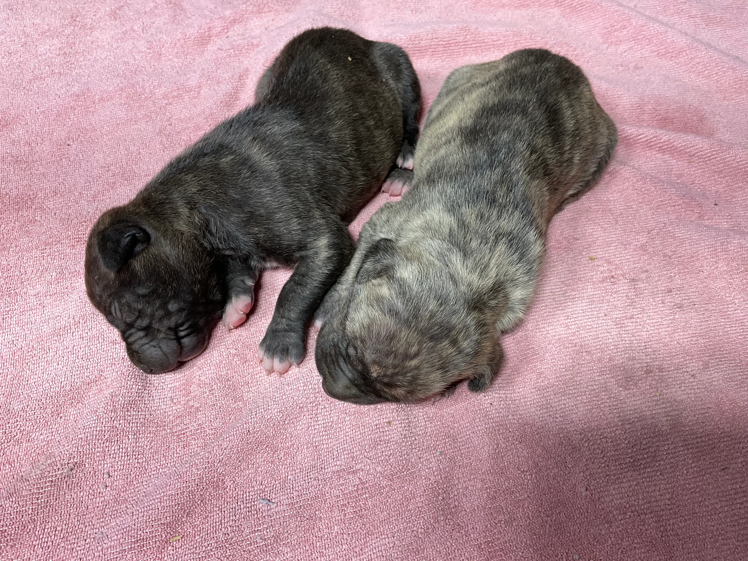 Females off Golden Child & Gervonta — For Sale