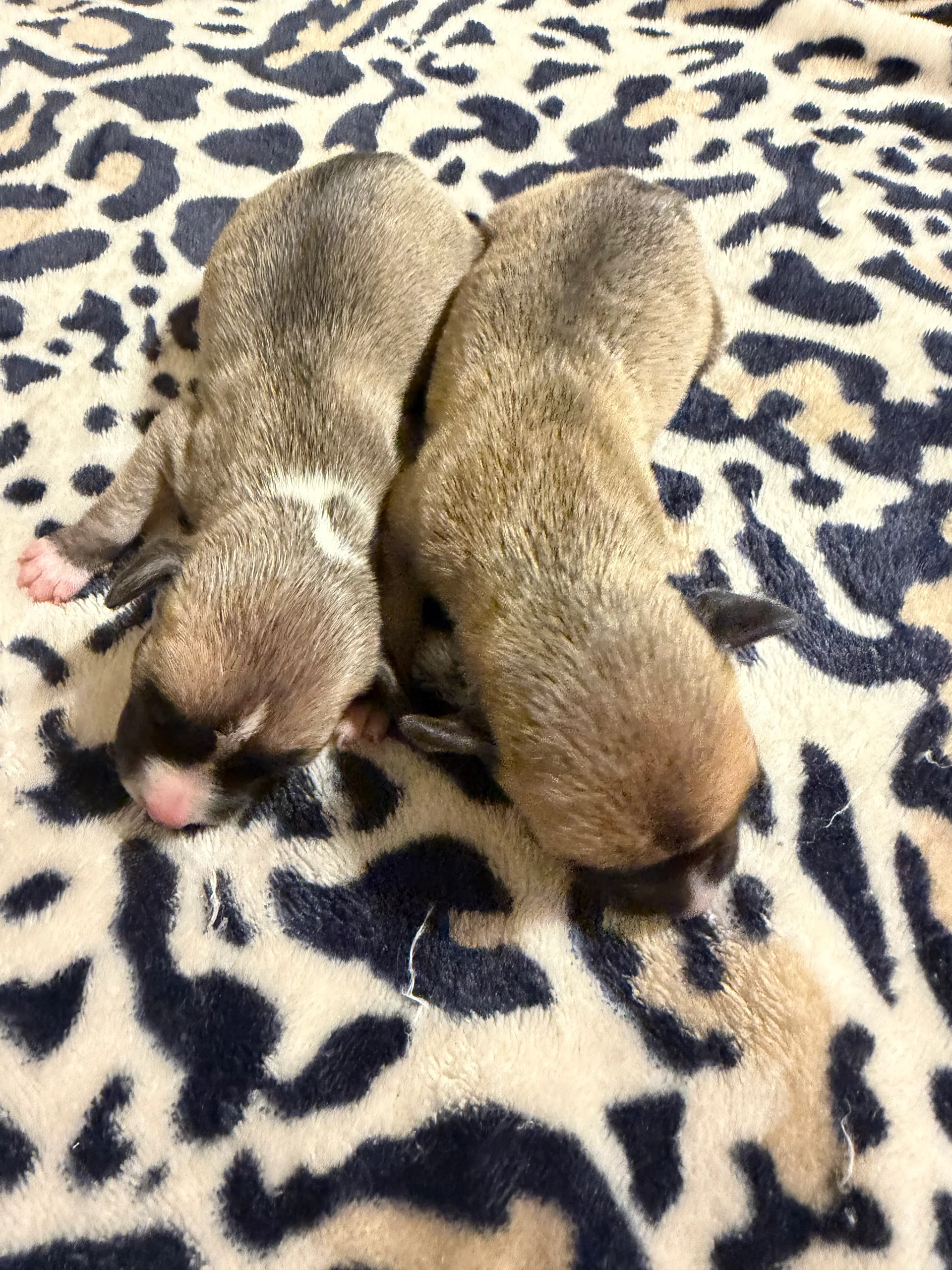 Chief Commander x Miracle Females