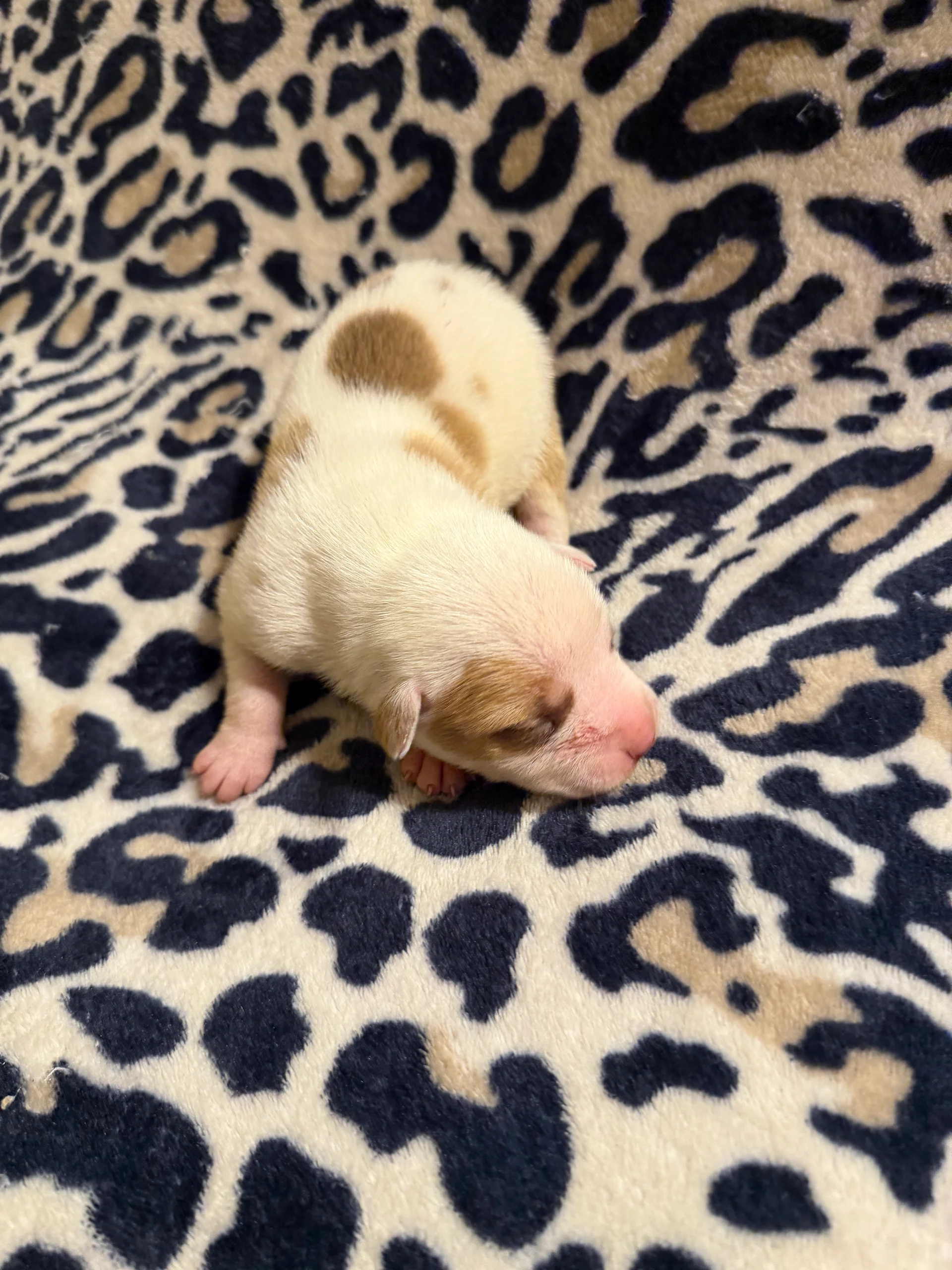 Chief Commander x Lil Redbone Female