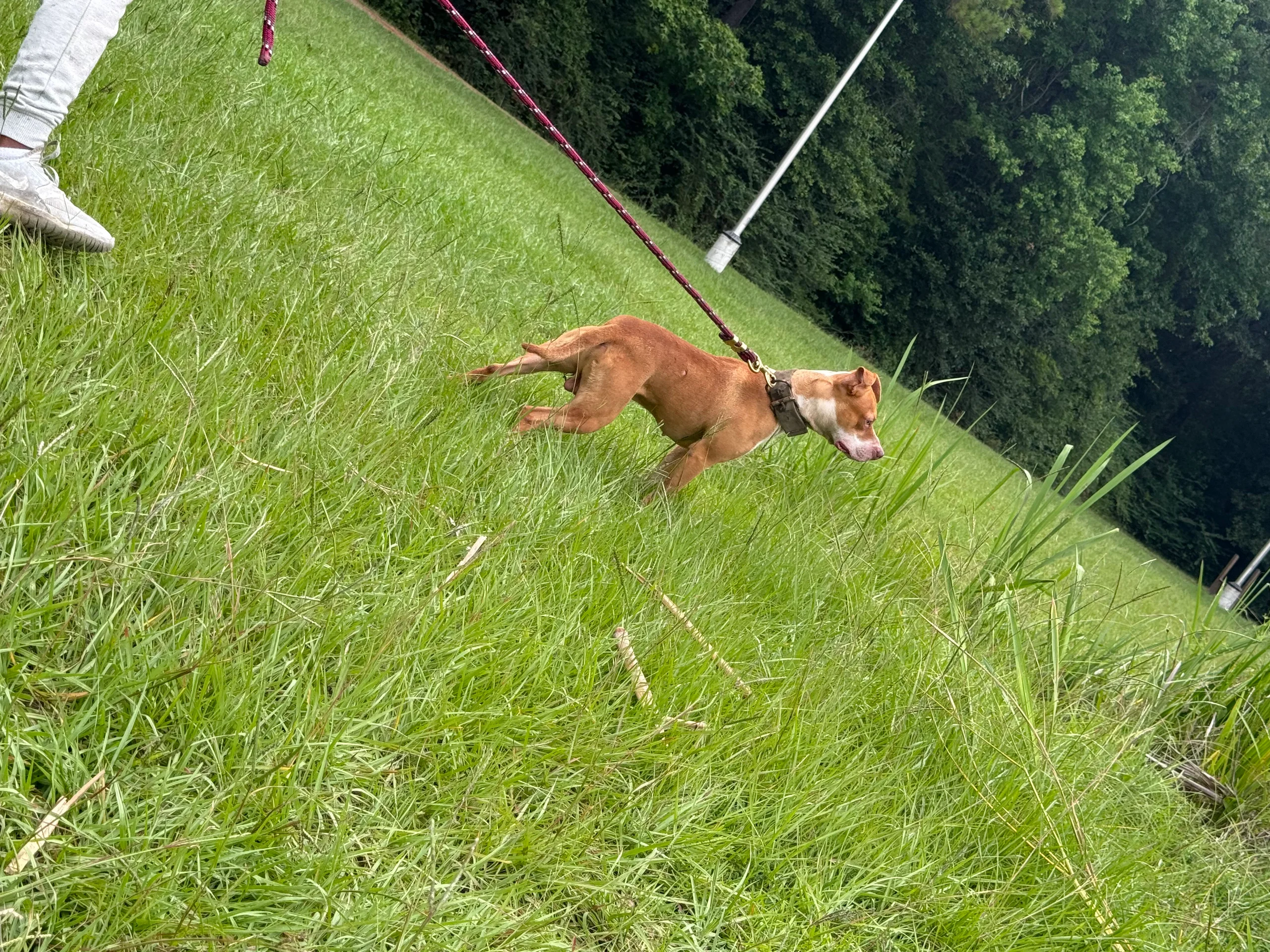 Chief Commander — Stud · Red Rednose