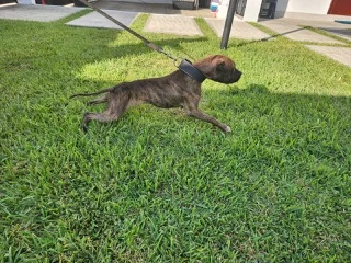 Gervonta Tank — Stud · Fawn Brindle