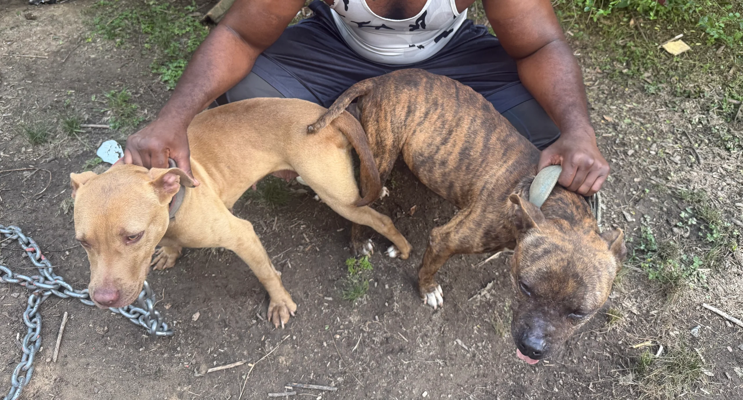 Chocolate Rednose Female (Gervonta Tank x Hershus) — For Sale · Chocolate Rednose · 10 weeks