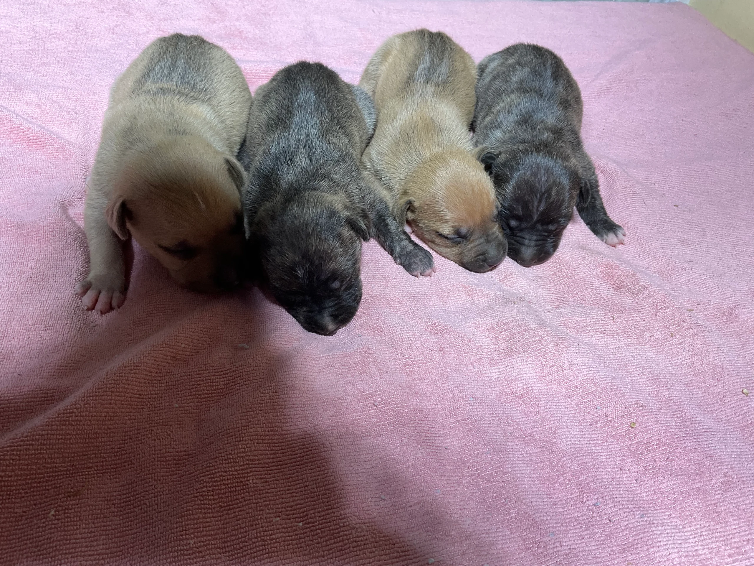 Males off Golden Child & Gervonna — For Sale