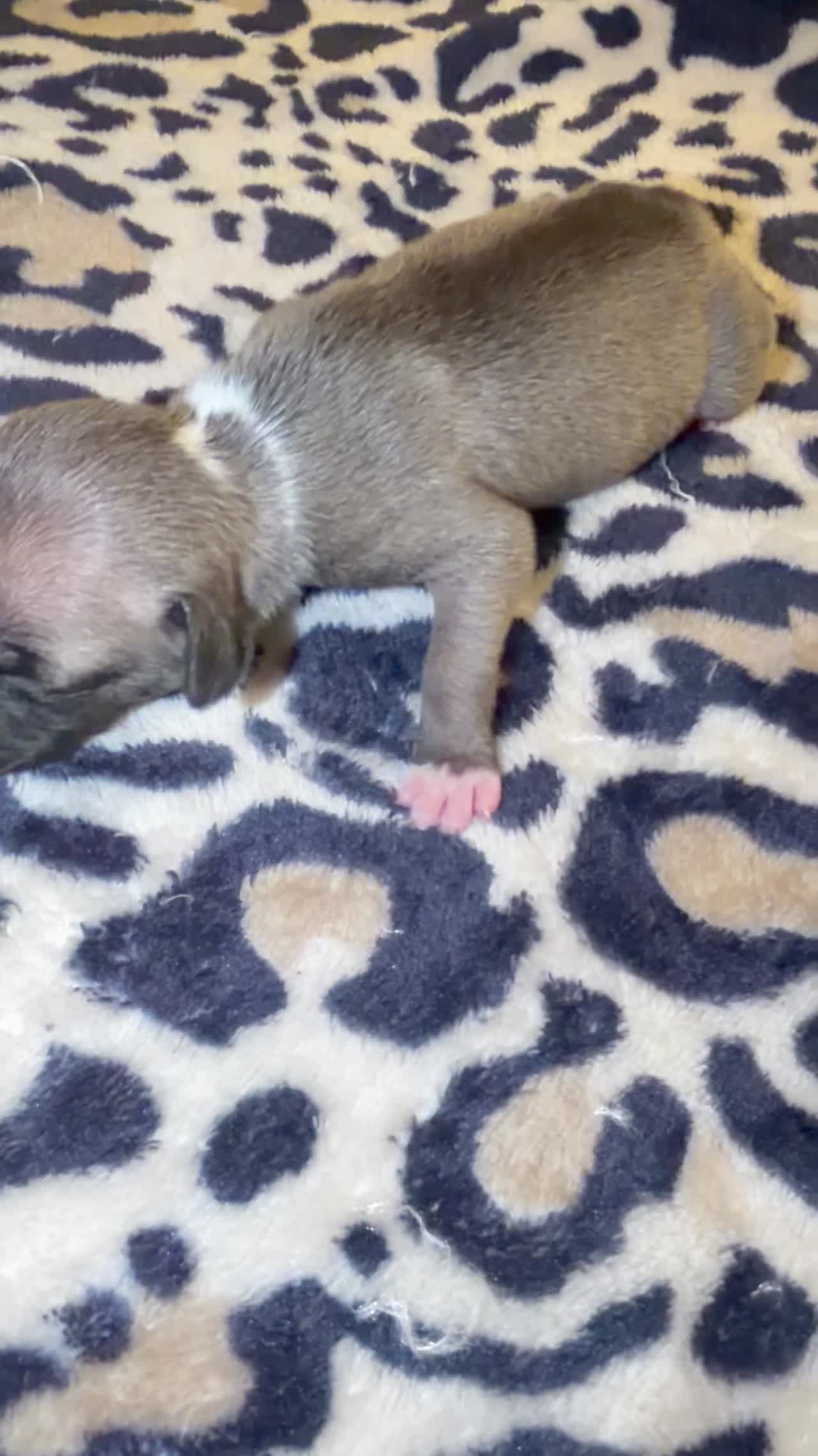 Chief Commander x Miracle Females highlight reel