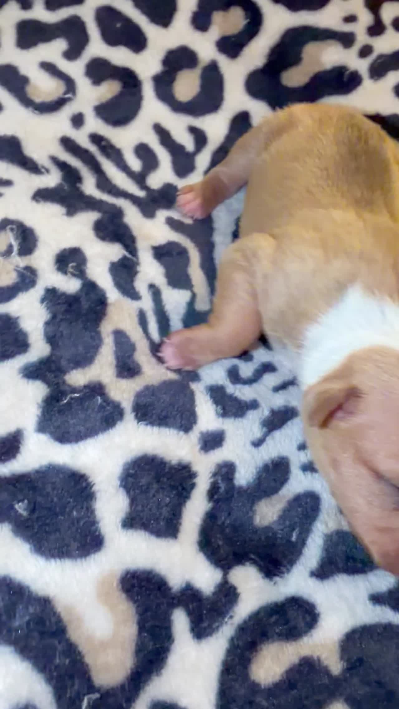Chief Commander X Lil Redbone Female Pup highlight reel