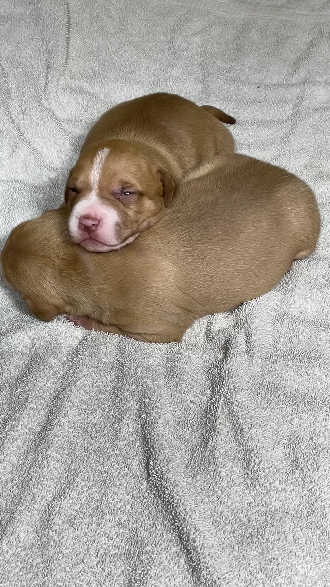 Red Blaze & Red Males (Hershey x Lil Blondie) highlight reel