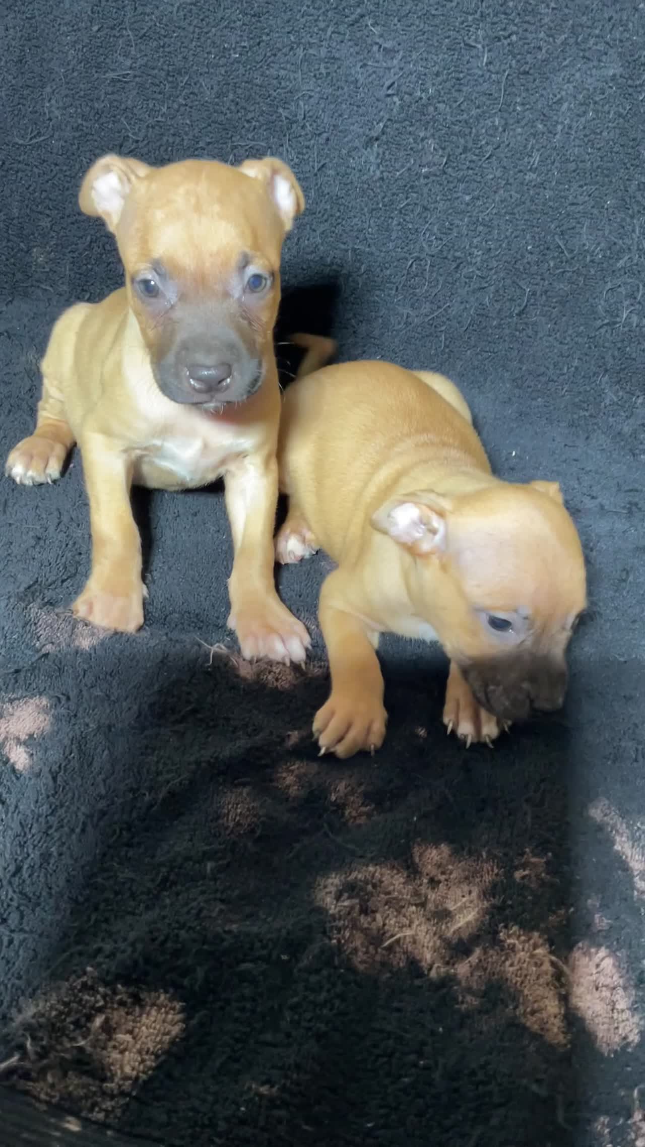 Buckskin Male Pup (75% Gervonta Tank x Pocahontas) highlight reel